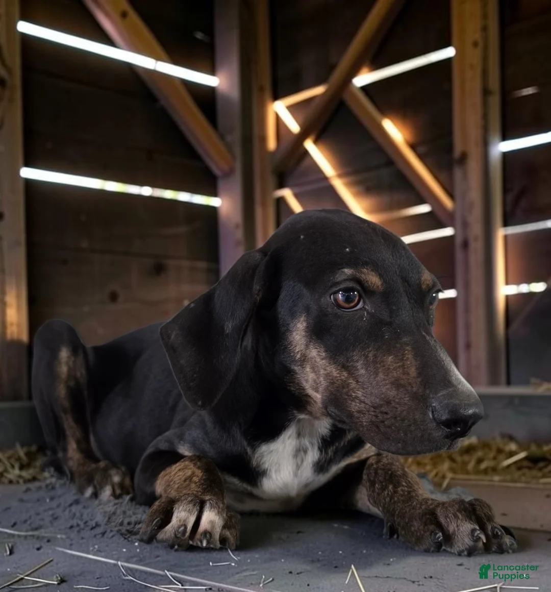 Catahoula Leopard Dog dogs for sale: Tracy II 2026 Female 1 - Ad 2