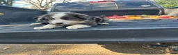 Miniature Australian Shepherd dogs for sale: Captain  - Ad 3