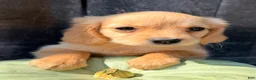 Miniature Golden Retriever dogs for sale: Willow Female Mini Golden Retriever - Ad 4