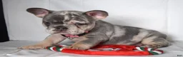 French Bulldog dogs for sale: Trixie - Ad 14