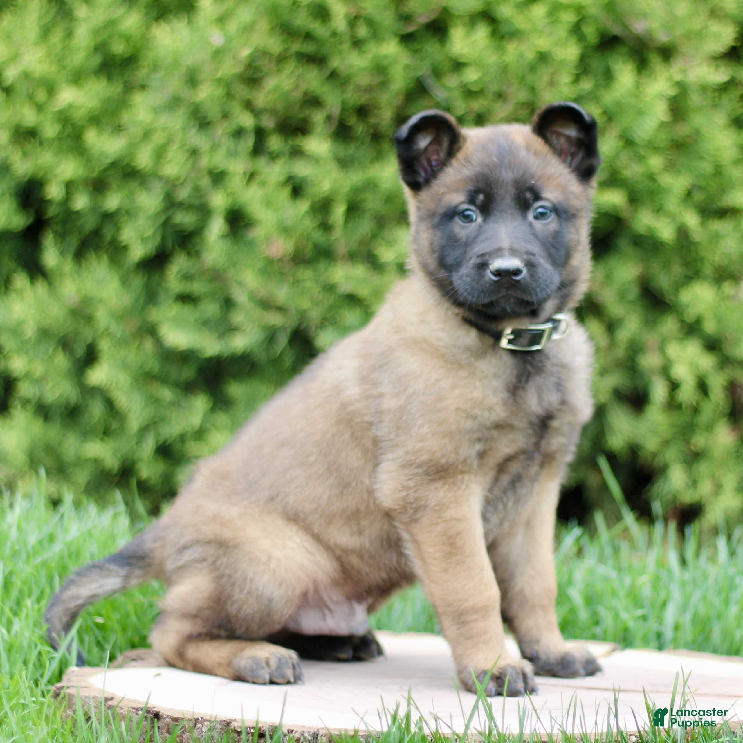 Belgian Malinois dogs Sarge  - Ad 1