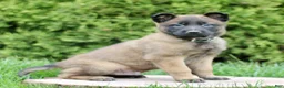 Belgian Malinois dogs for sale: Sarge  - Ad 1