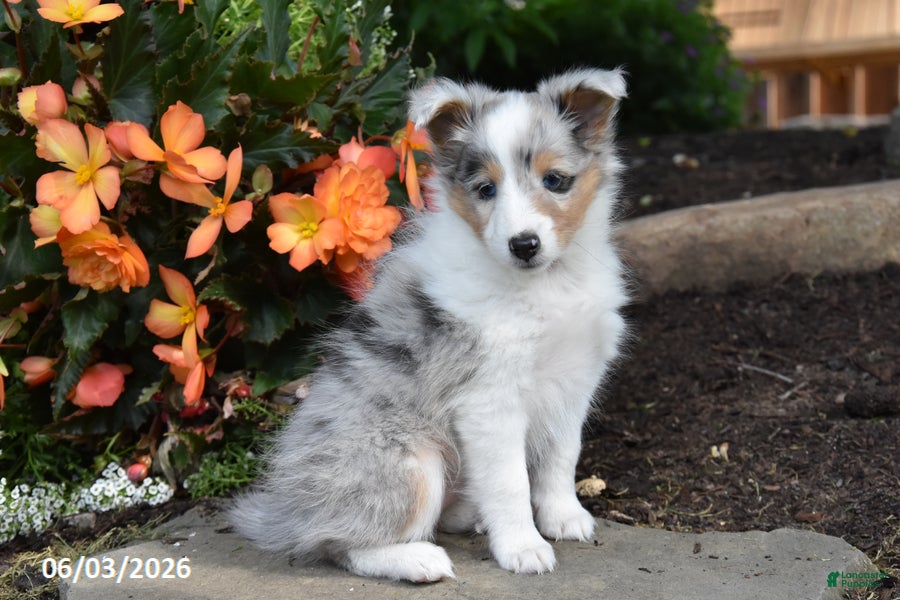 Shetland Sheepdog dogs for sale: Lilac - Ad 3