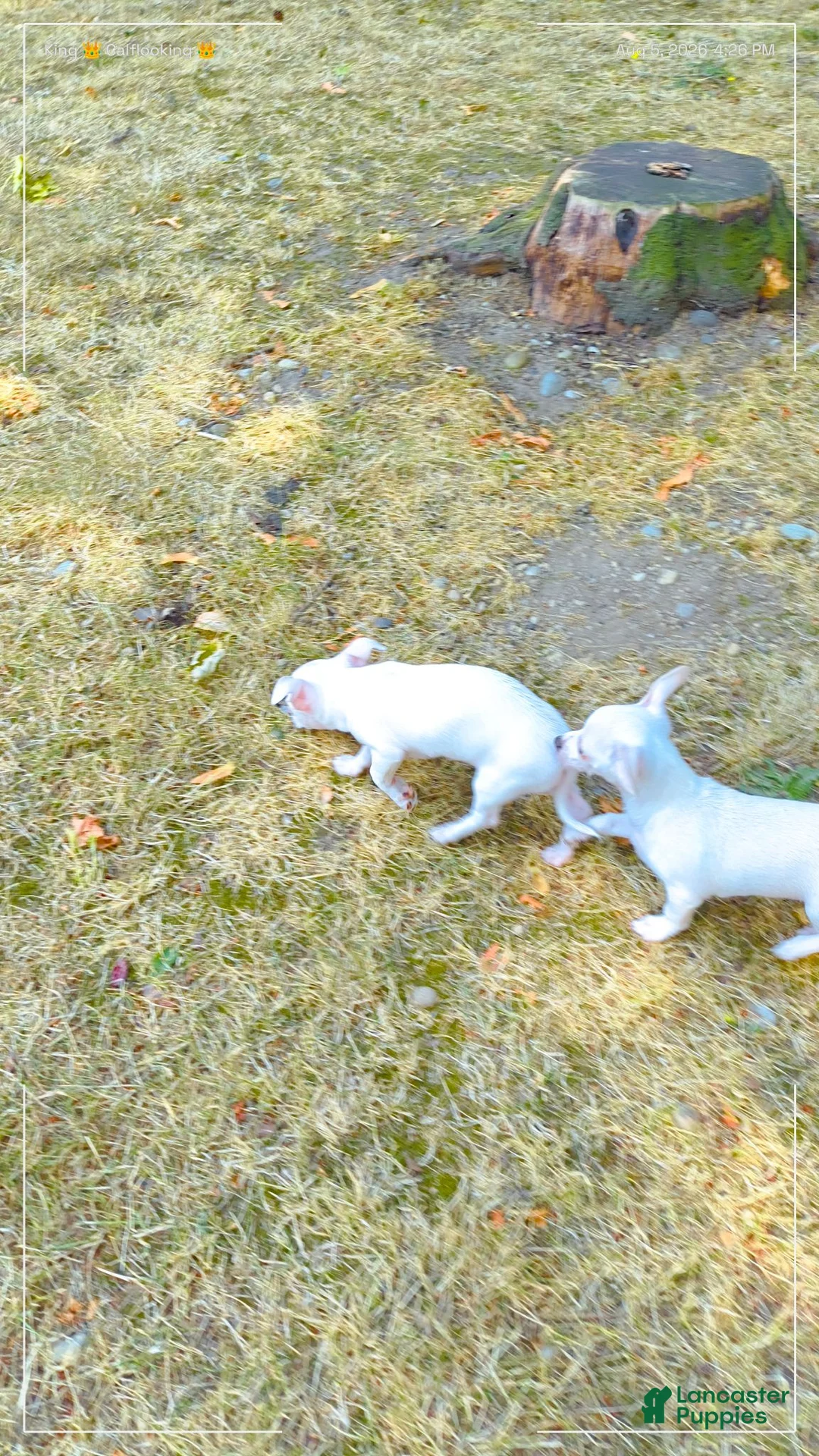 Mixed Breed dogs for sale: Mixed Breed 1 - Ad 6