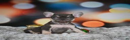 French Bulldog dogs for sale: Cordell - Ad 3