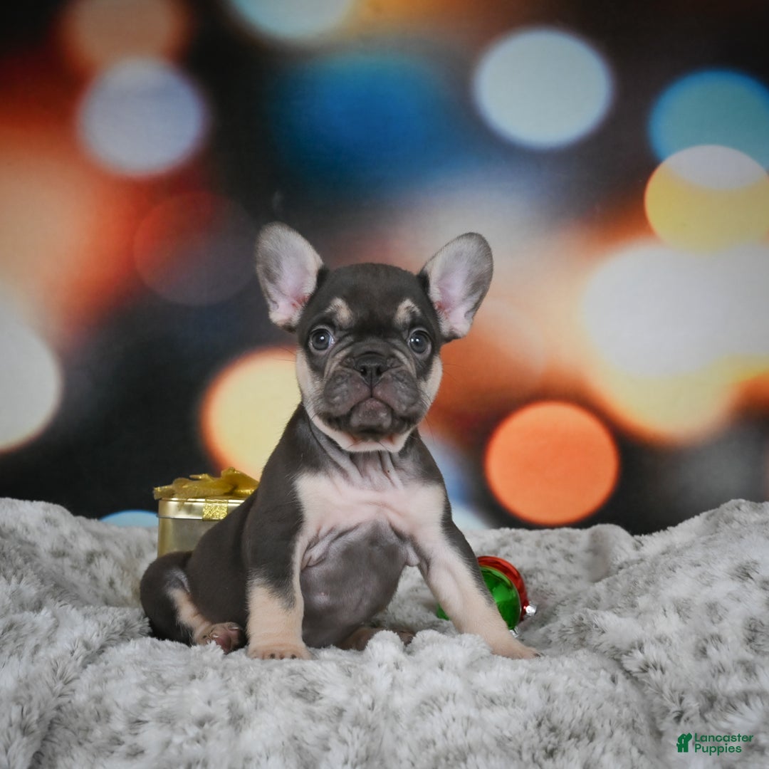 French Bulldog dogs for sale: Cordell - Ad 3