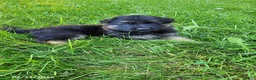 German Shepherd dogs for sale: Rocky - Ad 2