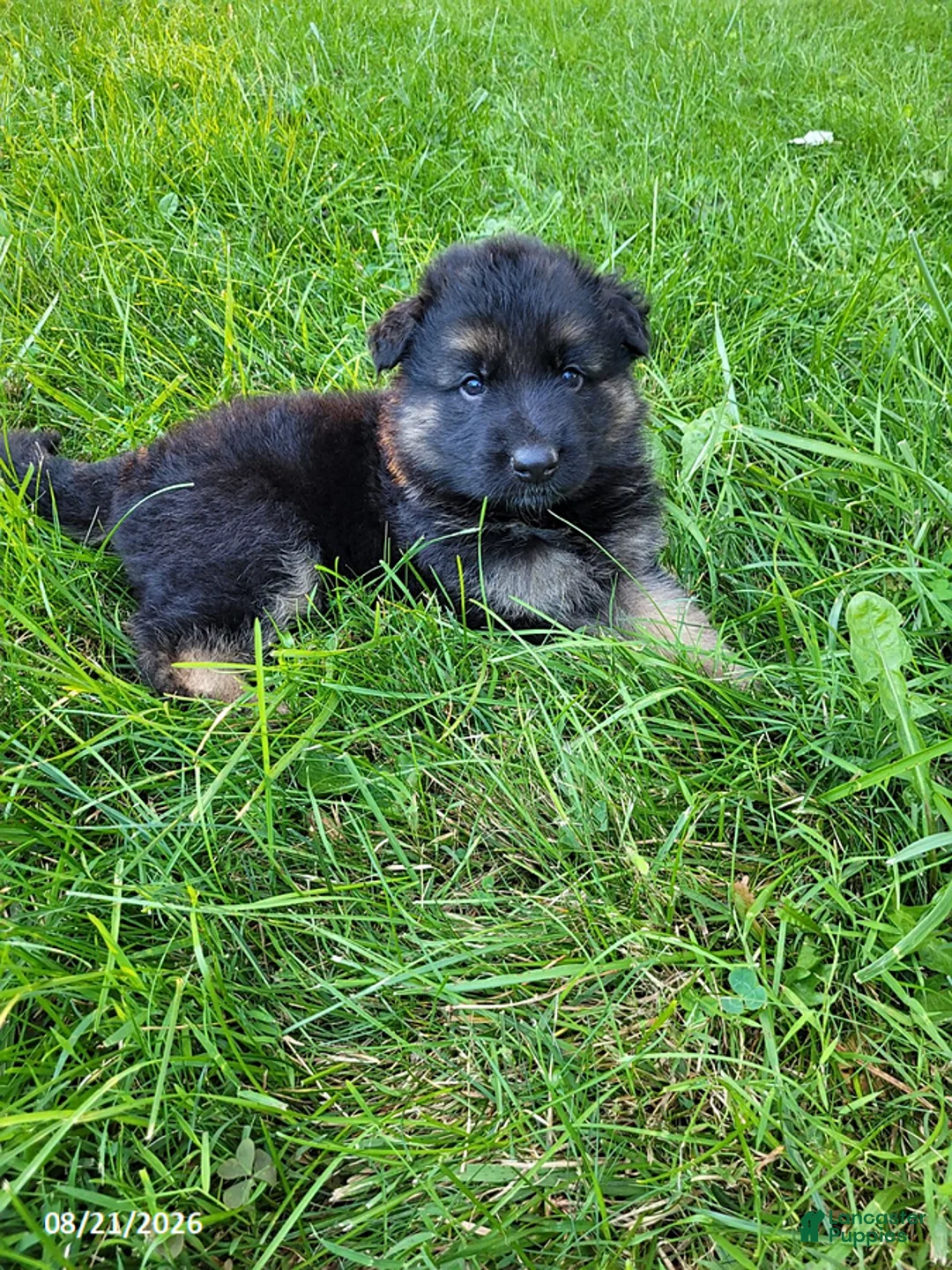 German Shepherd dogs for sale: Rocky - Ad 2