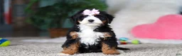 Mini Bernedoodle dogs for sale: Sapphire - Ad 5