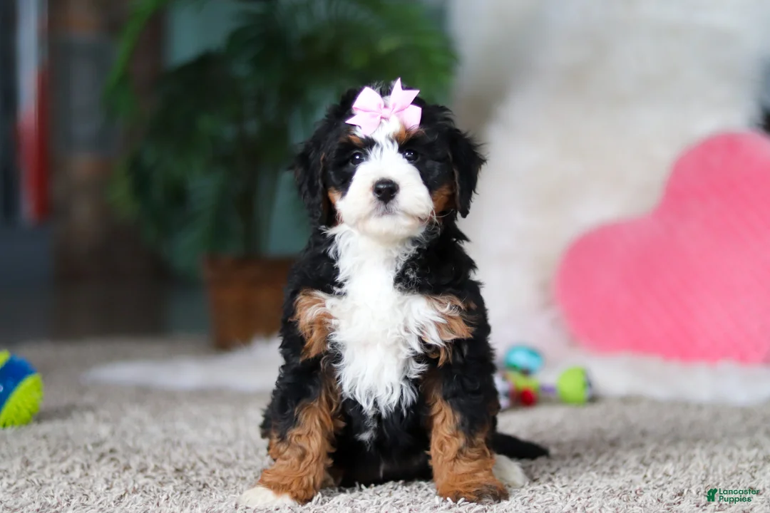 Mini Bernedoodle dogs for sale: Sapphire - Ad 5
