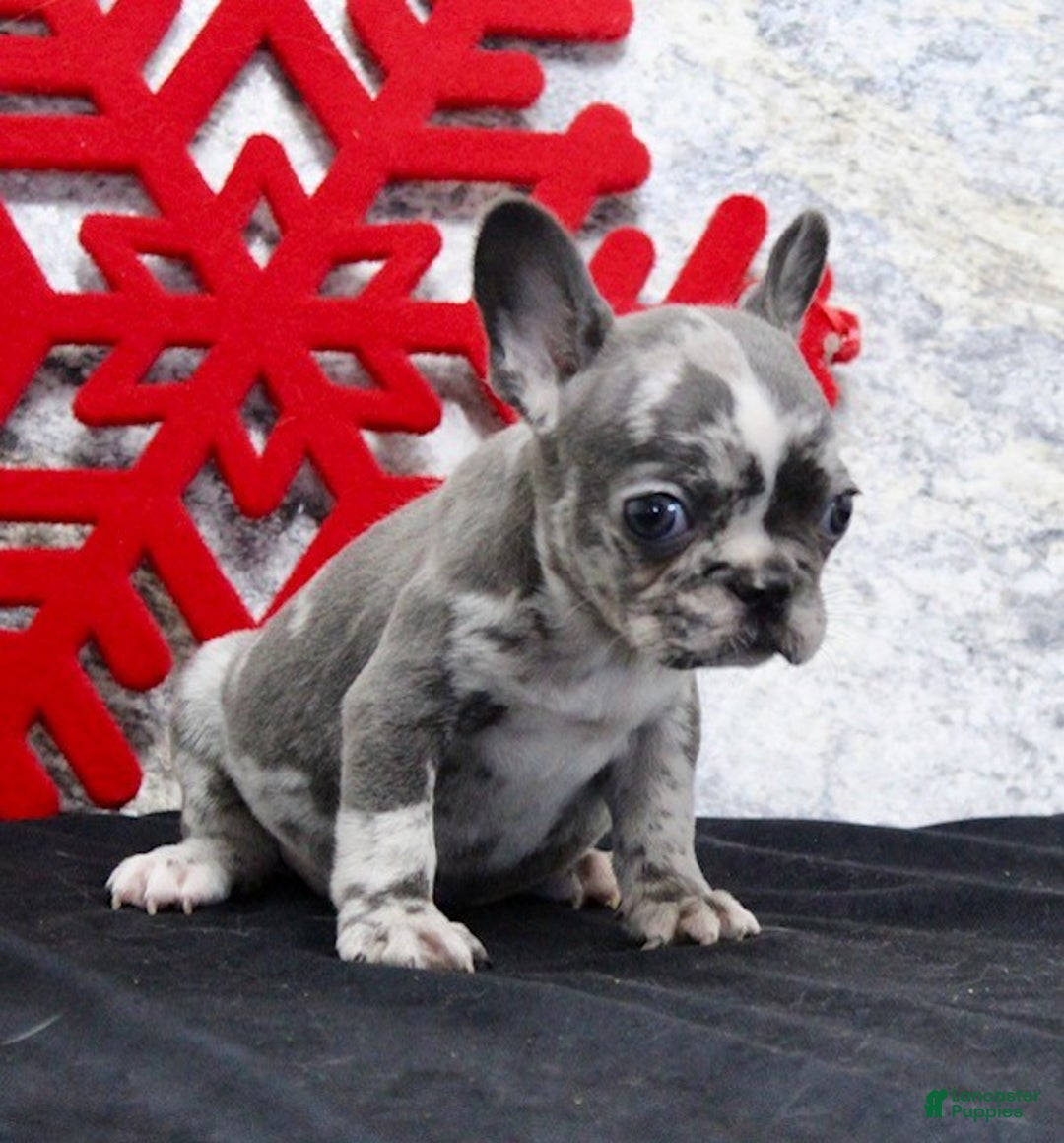 French Bulldog dogs for sale: Cloe - Ad 3