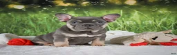 French Bulldog dogs for sale: Lucky - Ad 5