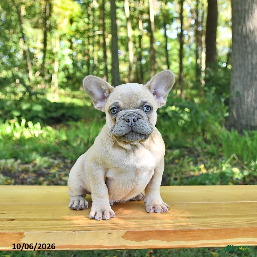 French Bulldog dogs Boone - Ad 1