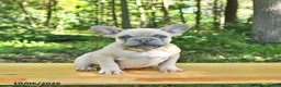 French Bulldog dogs for sale: Boone - Ad 6
