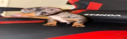 Miniature Dachshund dogs for sale: Miniature Dachshund 1 - Ad 3