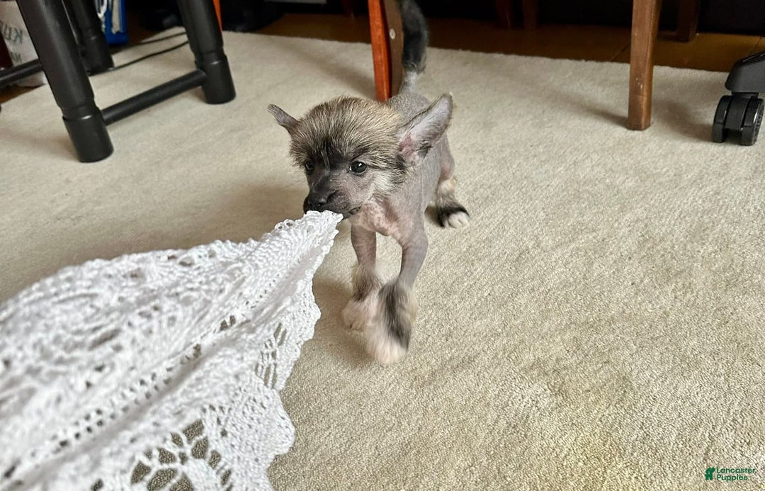 Chinese Crested dogs for sale: Chinese Crested Puppy 1 - Ad 2