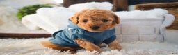 Miniature Poodle dogs for sale: Fredrick - Ad 6
