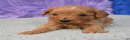 Cavapoo dogs for sale: Cavapoo 6 - Ad 12