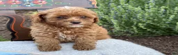 Toy Poodle dogs for sale: Blaze - Ad 6