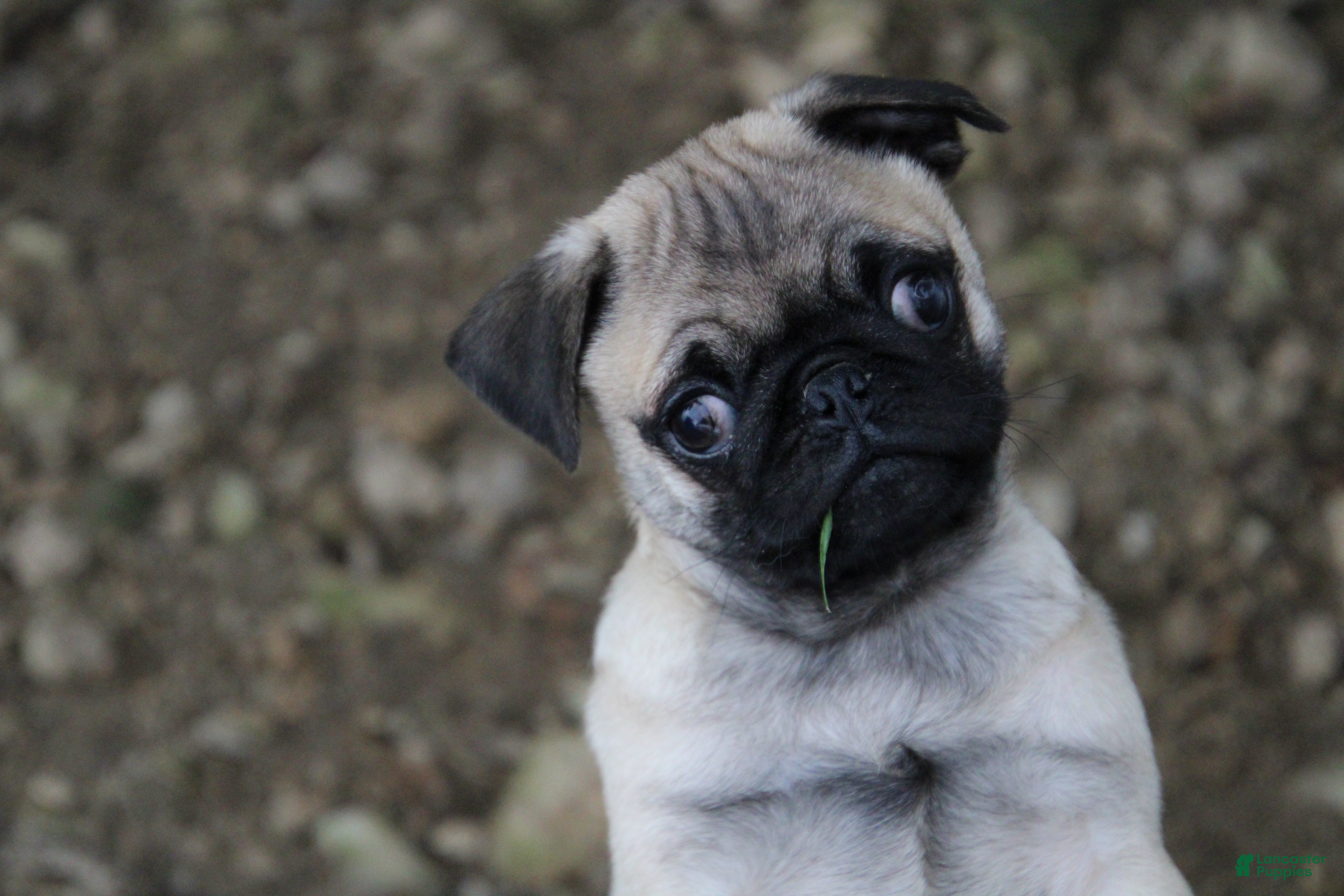 Pug dogs Teddy - Ad 29