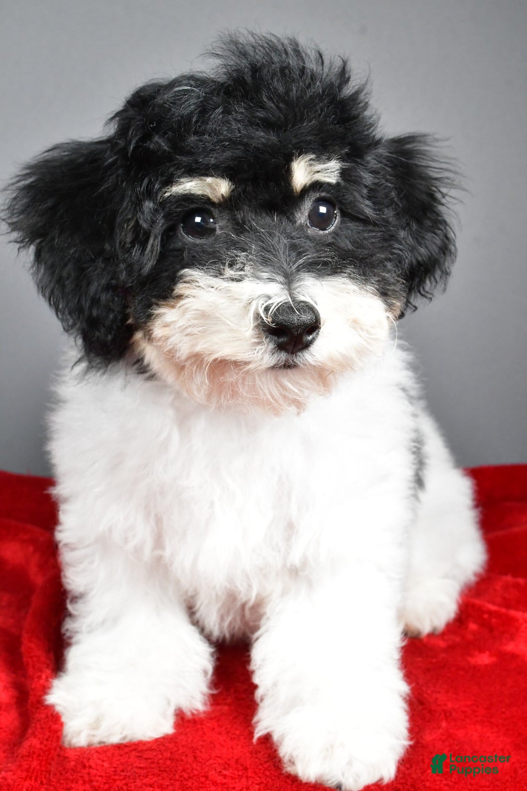 Bichpoo dogs for sale: knox - Ad 1