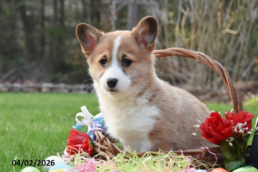 Welsh Corgi Pembroke dogs Buttercup - Ad 2