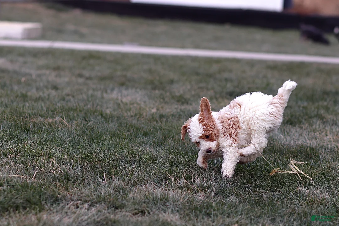 Mini Bernedoodle dogs for sale: Harley - Ad 4