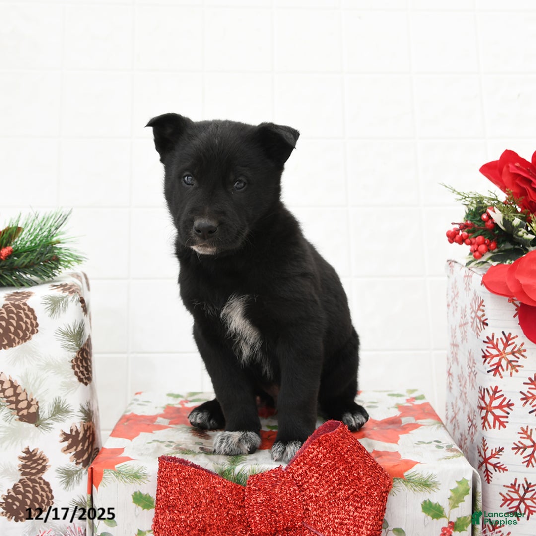 Mixed Breed dogs for sale: Gecko - Ad 3