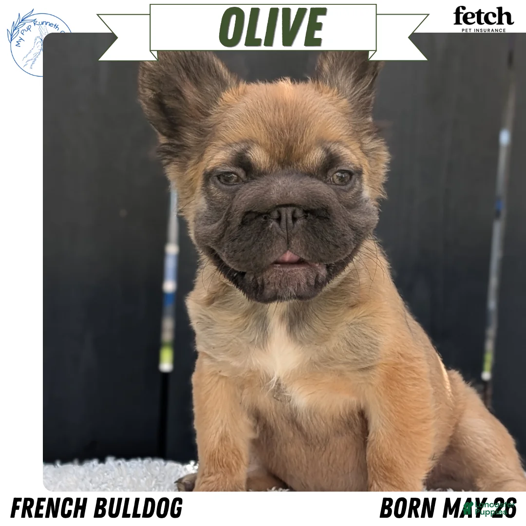 French Bulldog dogs for sale: Olive - Ad 1