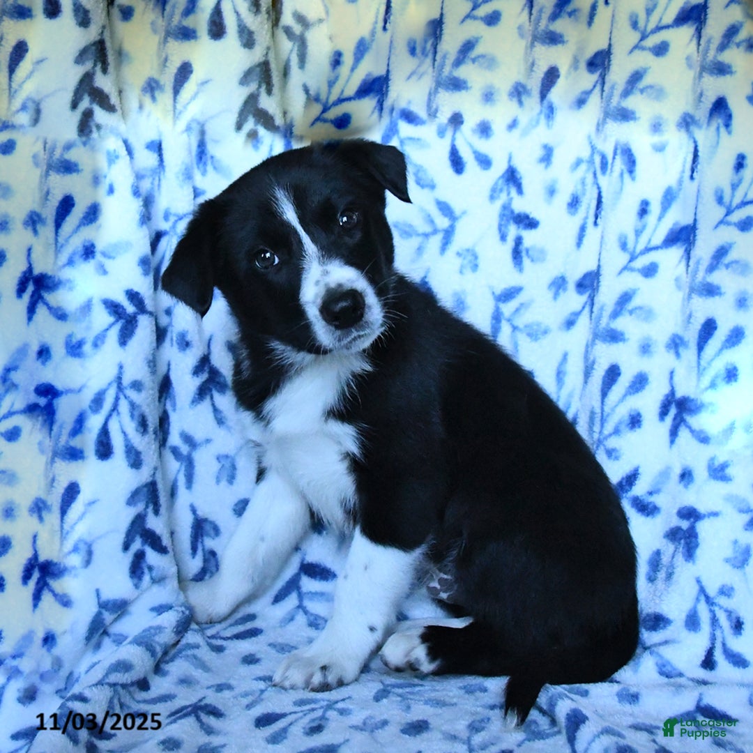 Mixed Breed dogs for sale: Brad  - Ad 2