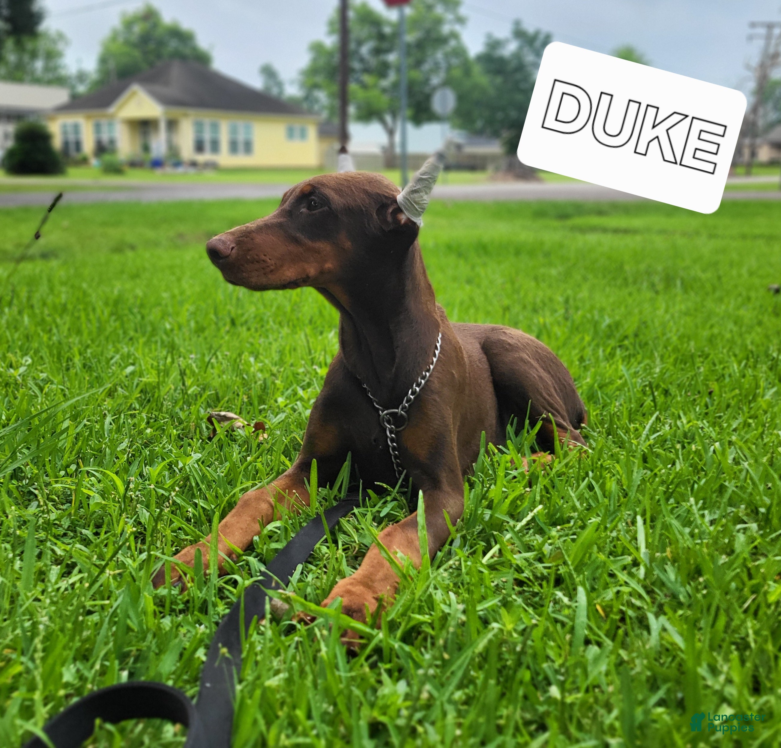 Doberman Pinscher dogs Duke - Ad 2