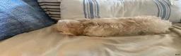 Maltipoo dogs for sale: Maltipoo Puppy 1 - Ad 2