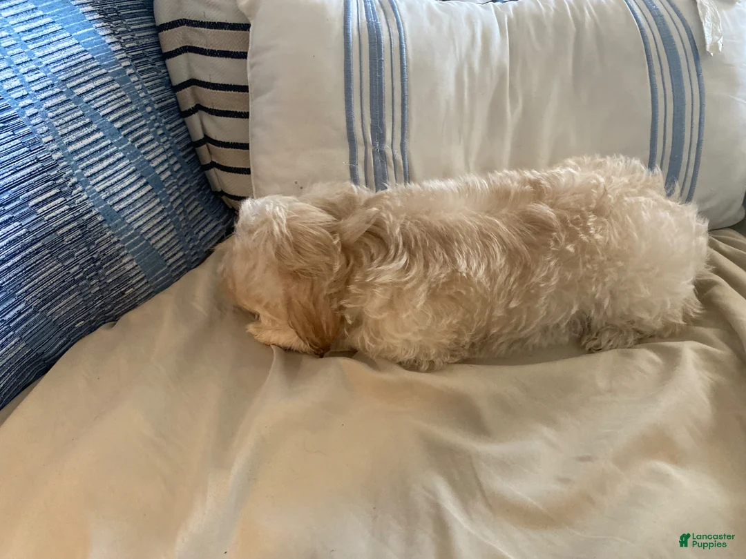 Maltipoo dogs for sale: Maltipoo Puppy 1 - Ad 2