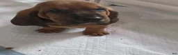 Basset Hound dogs for sale: 💙READY NOW black collar - Ad 5