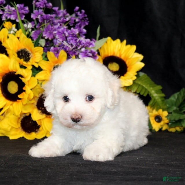 Bichon Frise dogs Ernie - Ad 2