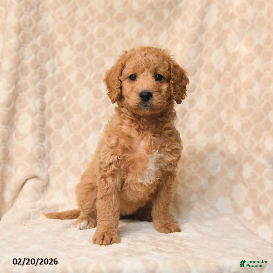 Miniature Poodle dogs Bella   - Ad 1
