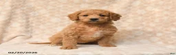 Miniature Poodle dogs for sale: Bella   - Ad 1