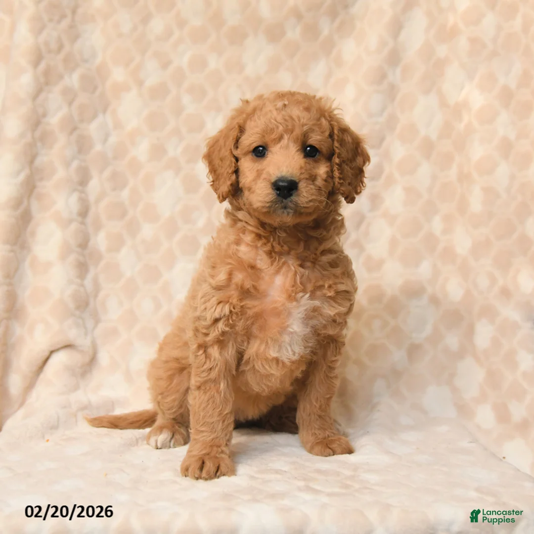 Miniature Poodle dogs for sale: Bella   - Ad 1