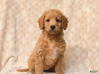 Miniature Poodle dogs for sale: Bella - Ad 2