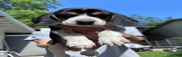 Beagle dogs for sale: Cooper 🧡 - Ad 5