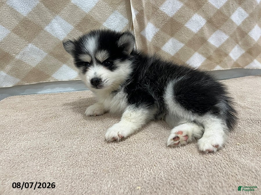 Pomsky dogs Pogo - Ad 2