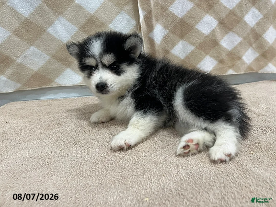 Pomsky dogs for sale: Pogo - Ad 2