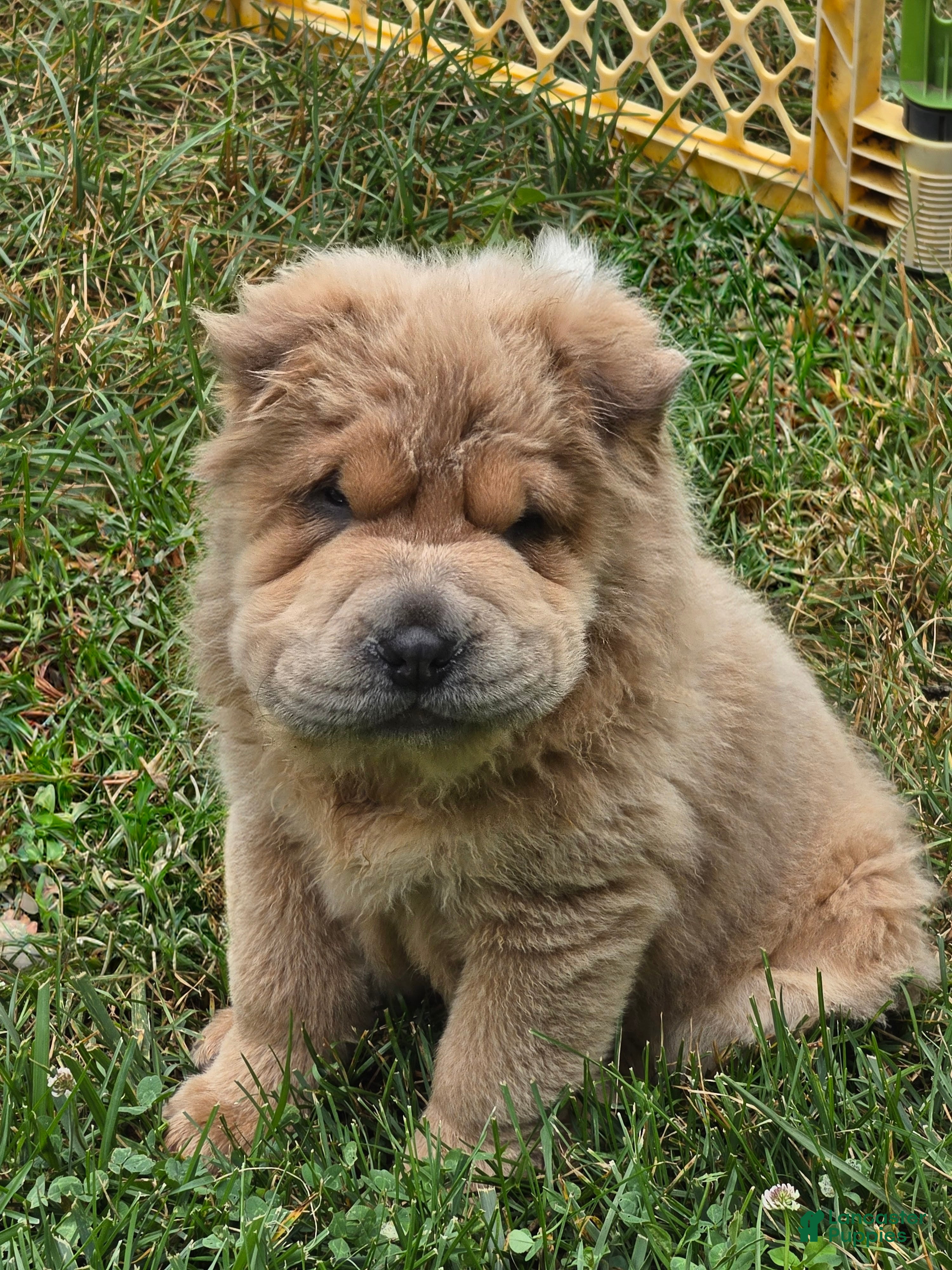 Shar Pei dogs Roman - Ad 1