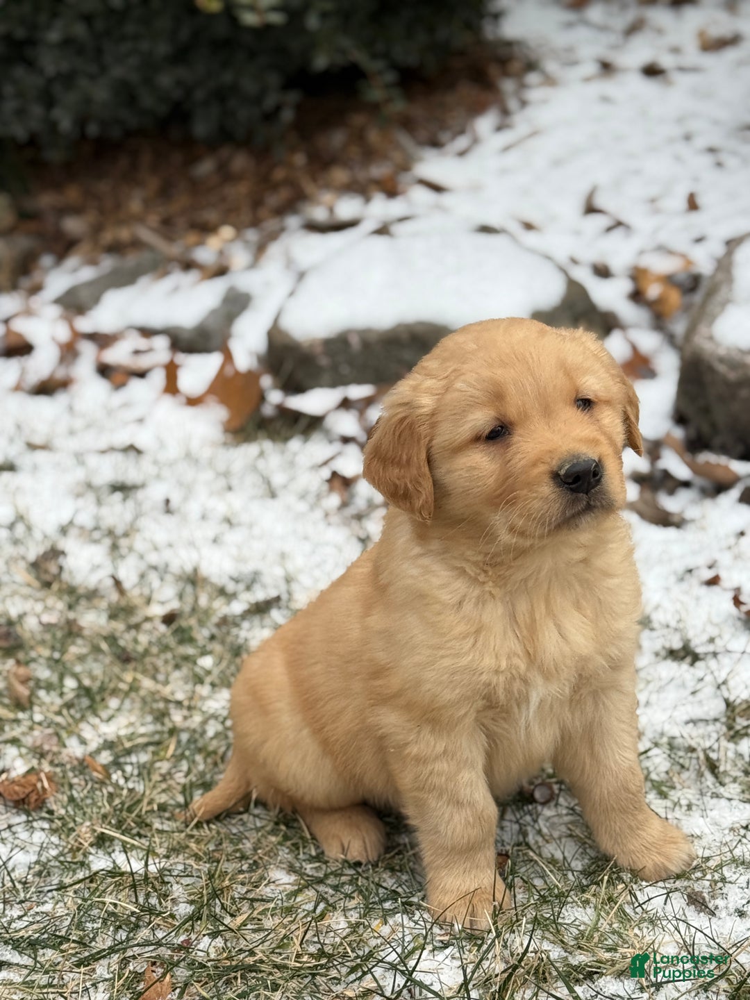 Golden Retriever dogs for sale: Sammy - Ad 5