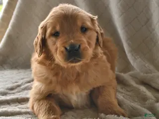 Golden Retriever dogs for sale: Biscuit - Ad 2