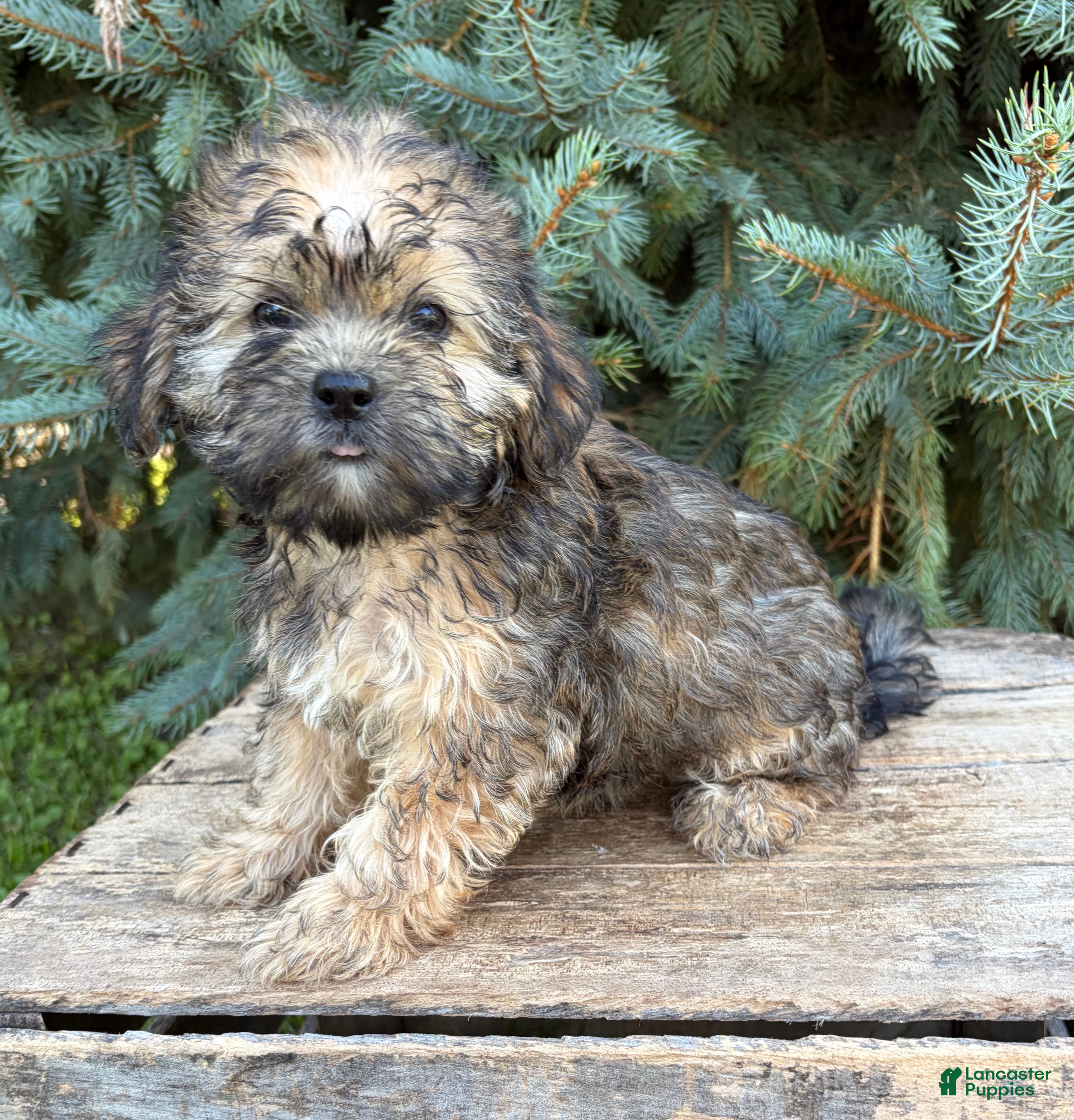 Shorkie dogs Lacey - Ad 1