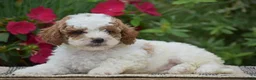 Miniature Poodle dogs for sale: Lilly - Ad 6