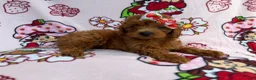 Cavapoo dogs for sale: Bella - Ad 1