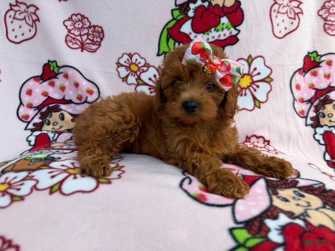 Cavapoo dogs for sale: Bella - Ad 1