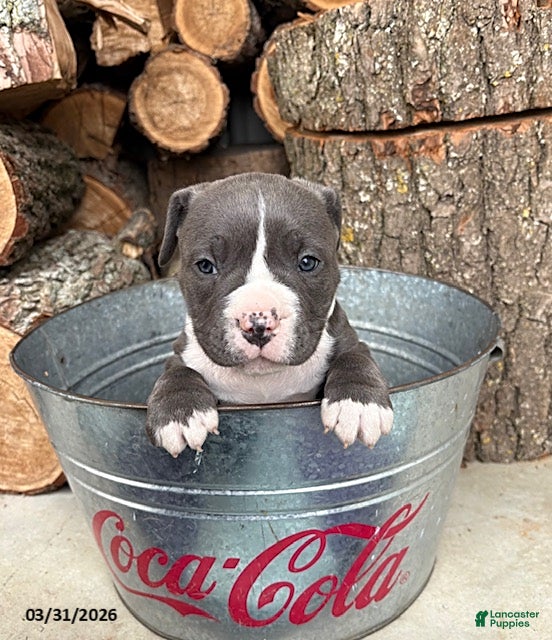 Mixed Breed dogs Sophie - Ad 1